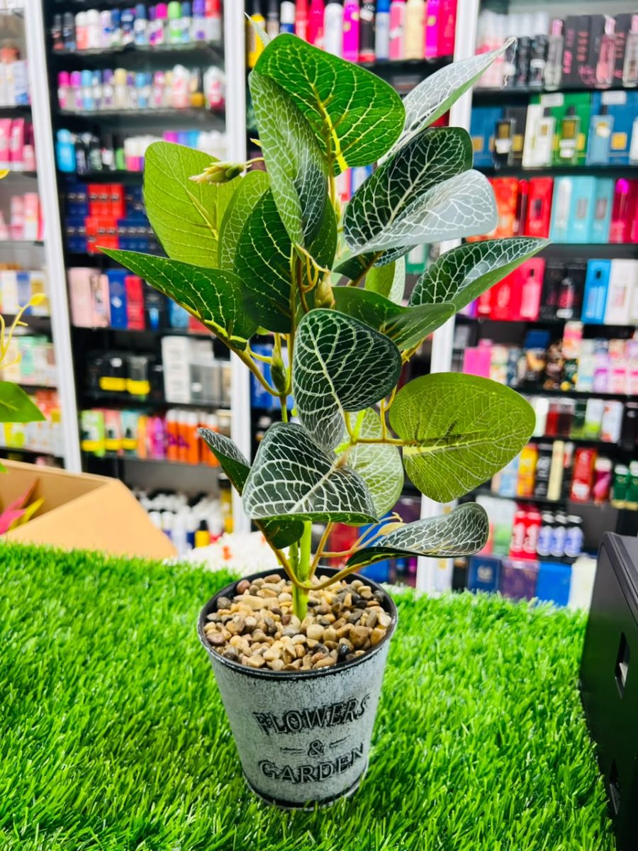 COLORFUL PLANTS - Rasmika Fancy